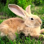 Rabbit Symbolism: The Non secular Meanings of Rabbit